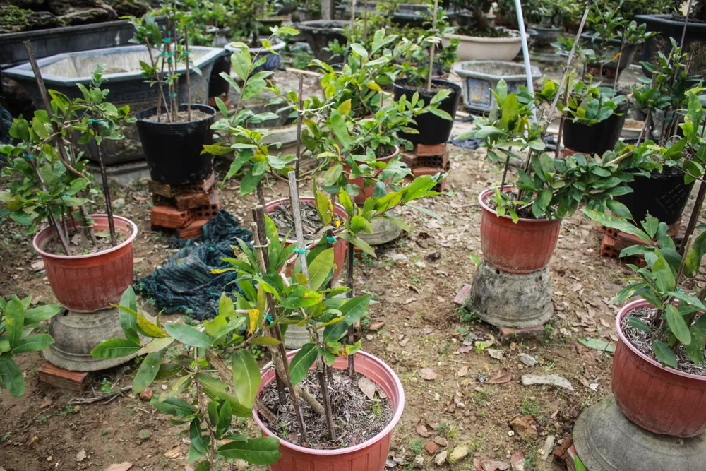 Quảng Ngãi: Tiết trời se lạnh, thách thức nhà vườn trồng hoa tết ảnh 2 Quảng Ngãi: Tiết trời se lạnh, thách thức nhà vườn trồng hoa tết ảnh 2