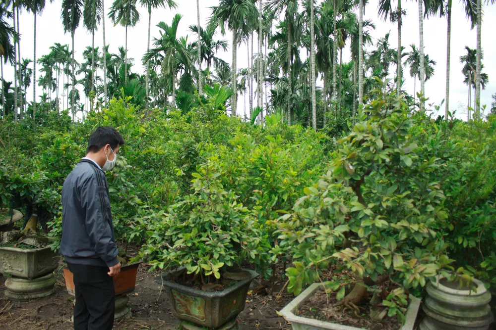 Quảng Ngãi: Tiết trời se lạnh, thách thức nhà vườn trồng hoa tết ảnh 1 Quảng Ngãi: Tiết trời se lạnh, thách thức nhà vườn trồng hoa tết ảnh 1