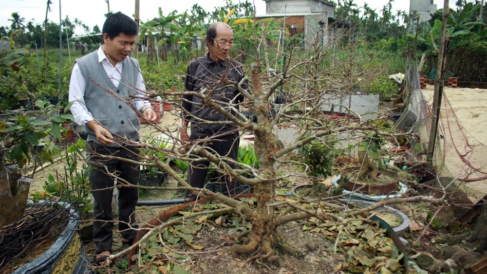 Một cây mai đã lặt lá và đang ra nụ hoa. Ảnh: NGUYỄN TRANG