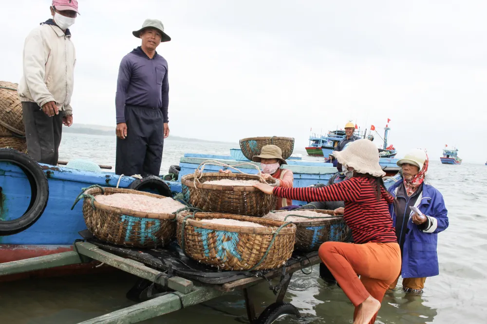 Ngư dân Quảng Ngãi trúng đậm mùa ruốc cuối năm ảnh 5 Ngư dân Quảng Ngãi trúng đậm mùa ruốc cuối năm ảnh 5