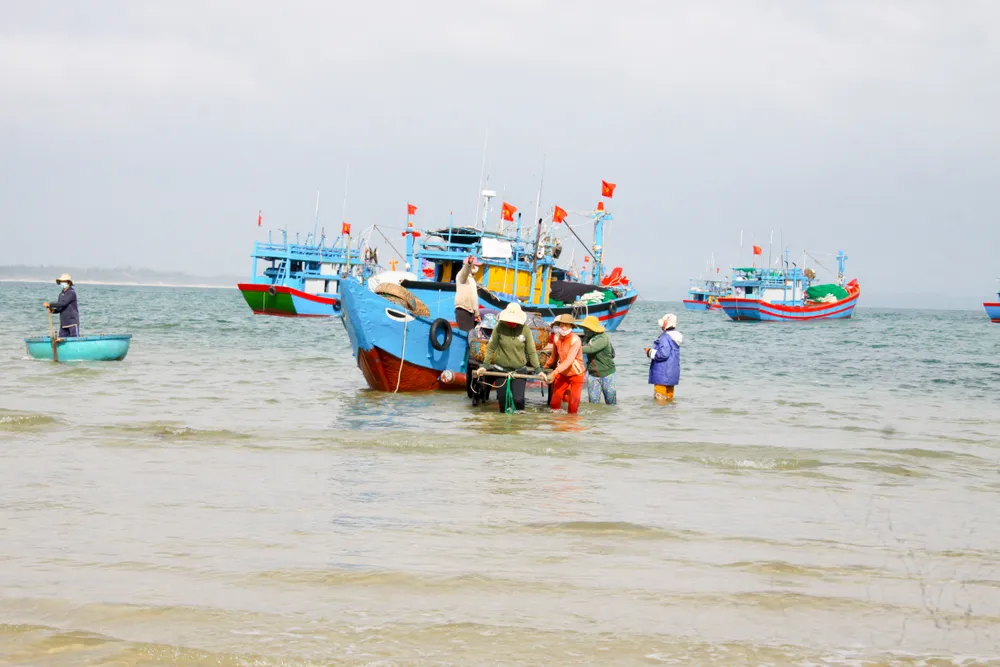 Ngư dân Quảng Ngãi trúng đậm mùa ruốc cuối năm ảnh 2 Ngư dân Quảng Ngãi trúng đậm mùa ruốc cuối năm ảnh 2