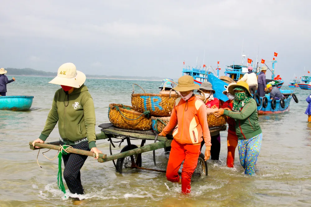 Ngư dân Quảng Ngãi trúng đậm mùa ruốc cuối năm ảnh 10 Ngư dân Quảng Ngãi trúng đậm mùa ruốc cuối năm ảnh 10