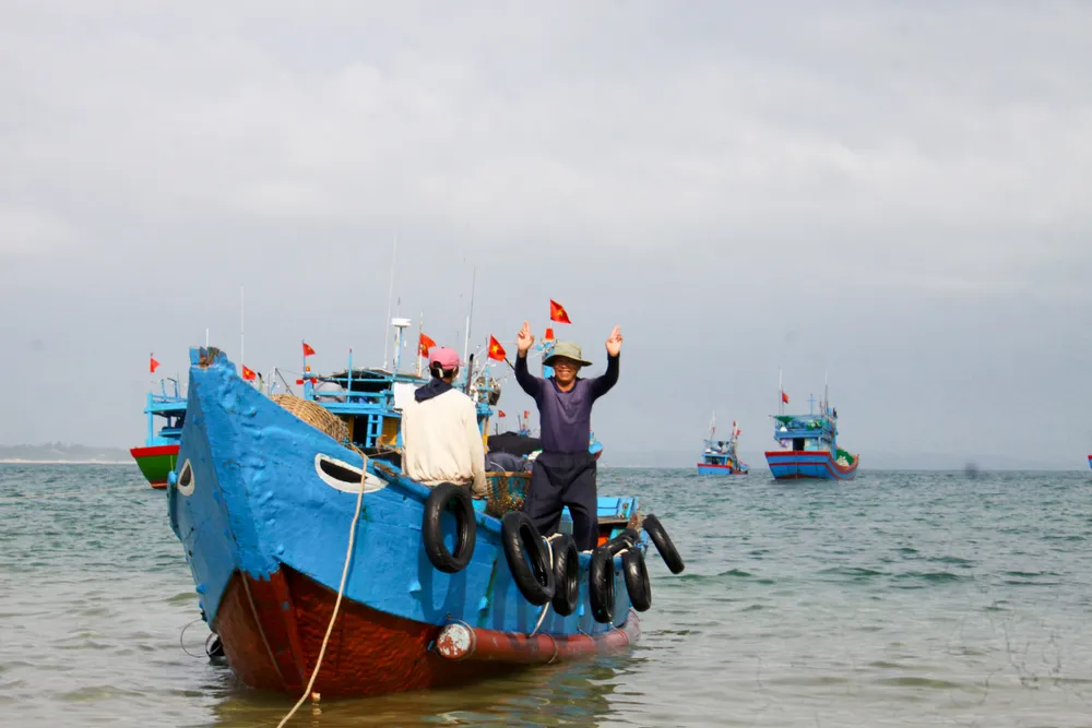 Ngư dân Quảng Ngãi trúng đậm mùa ruốc cuối năm ảnh 12 Ngư dân Quảng Ngãi trúng đậm mùa ruốc cuối năm ảnh 12