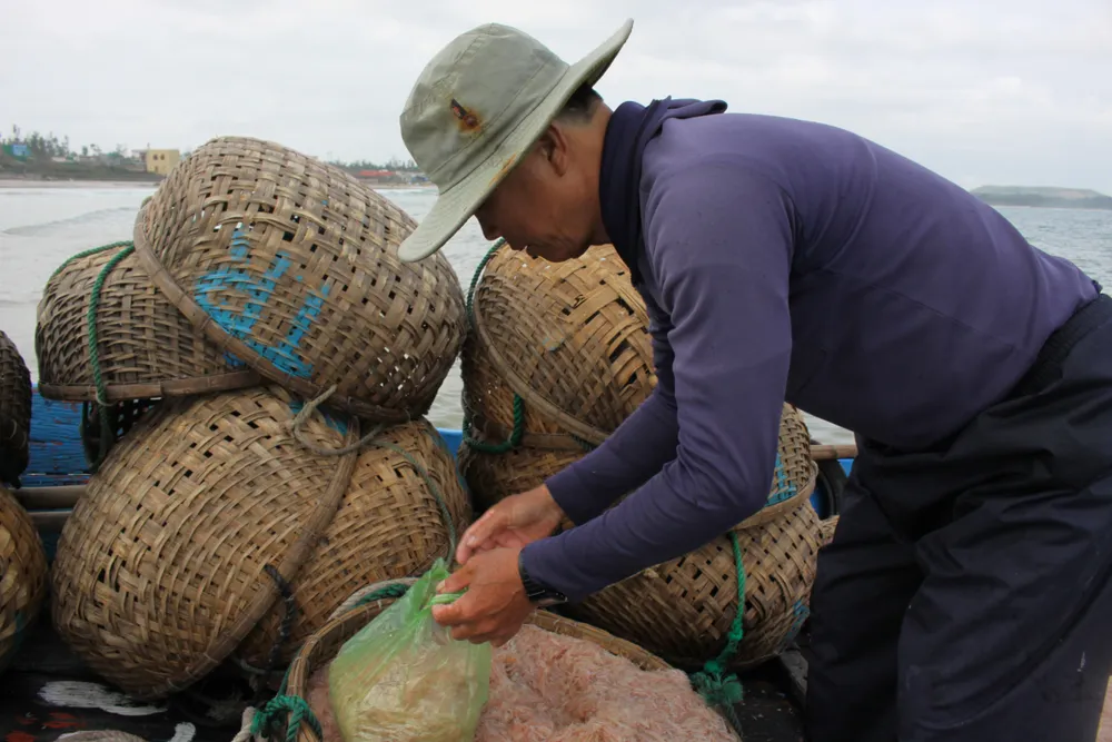 Ngư dân Quảng Ngãi trúng đậm mùa ruốc cuối năm ảnh 6 Ngư dân Quảng Ngãi trúng đậm mùa ruốc cuối năm ảnh 6