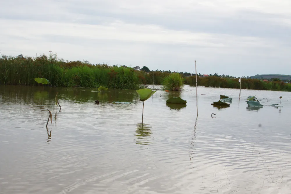 40ha sen Hành Thịnh chỉ còn lèo tèo những gương sen chết, người trồng trắng tay ảnh 4