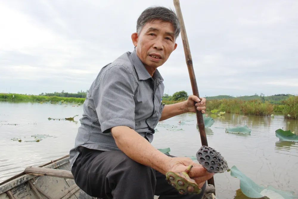 40ha sen Hành Thịnh chỉ còn lèo tèo những gương sen chết, người trồng trắng tay ảnh 3