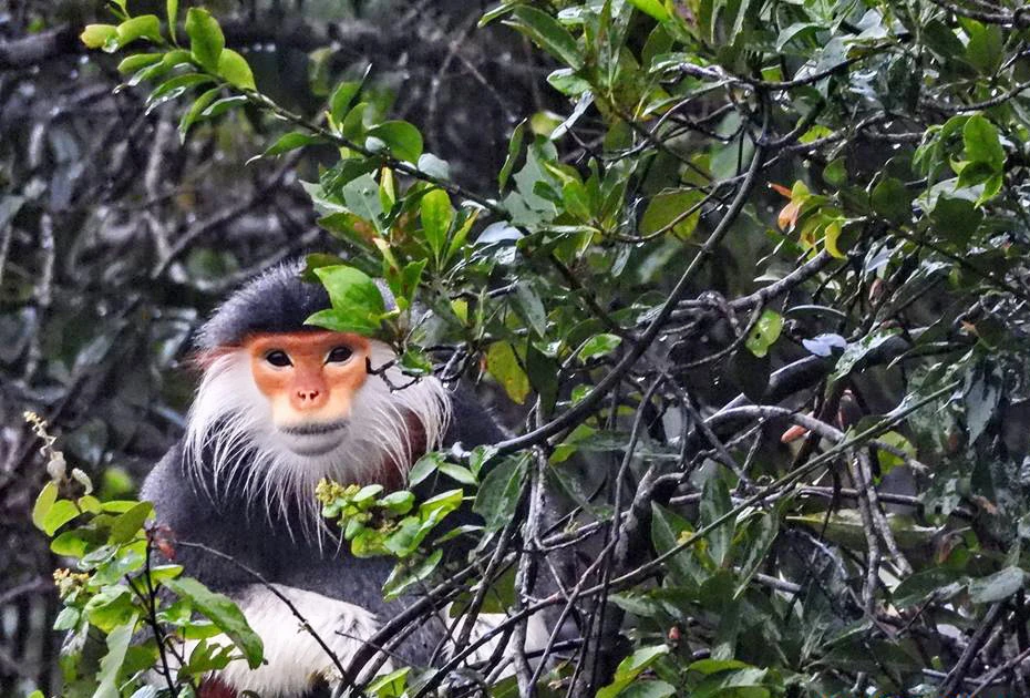 Voọc Chà vá chân xám