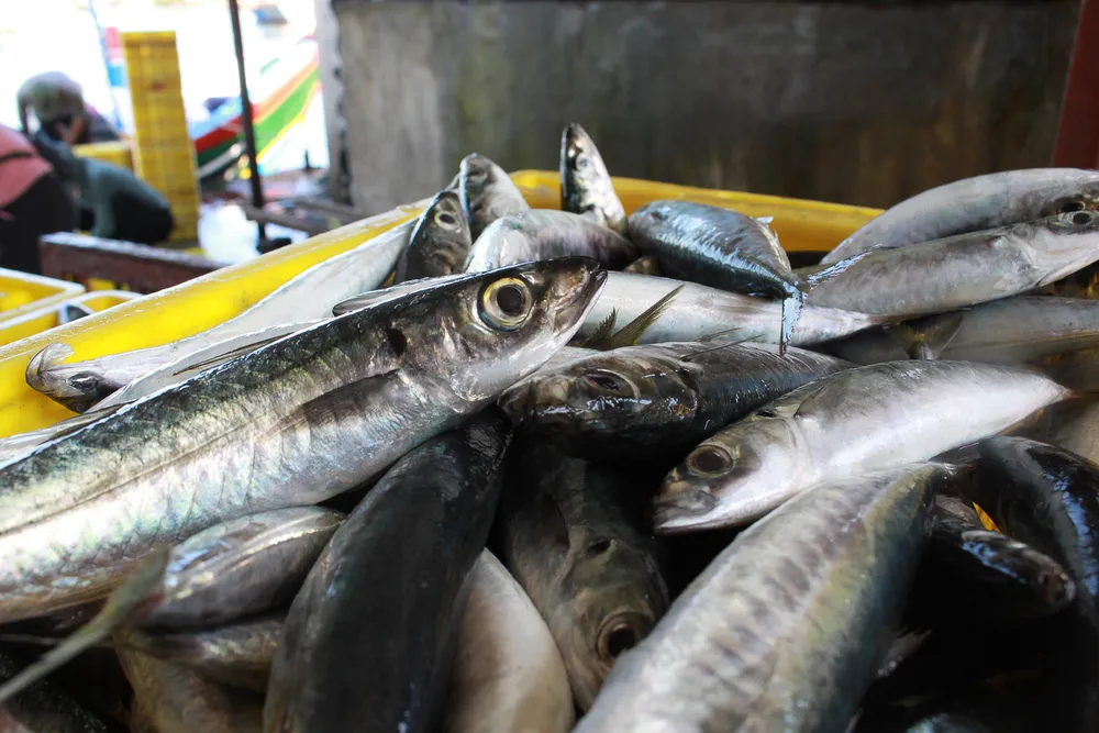 Ngư dân Quảng Ngãi được mùa cá nục ảnh 2 Ngư dân Quảng Ngãi được mùa cá nục ảnh 2