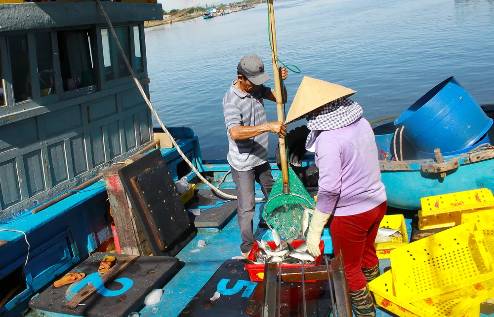 Ngư dân Quảng Ngãi được mùa cá nục ảnh 4 Ngư dân Quảng Ngãi được mùa cá nục ảnh 4