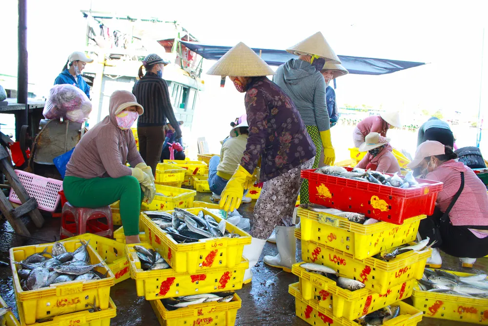 Ngư dân Quảng Ngãi được mùa cá nục ảnh 6 Ngư dân Quảng Ngãi được mùa cá nục ảnh 6