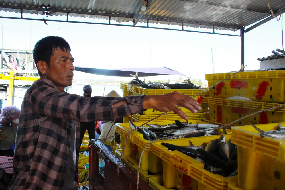 Ngư dân Quảng Ngãi được mùa cá nục ảnh 9 Ngư dân Quảng Ngãi được mùa cá nục ảnh 9