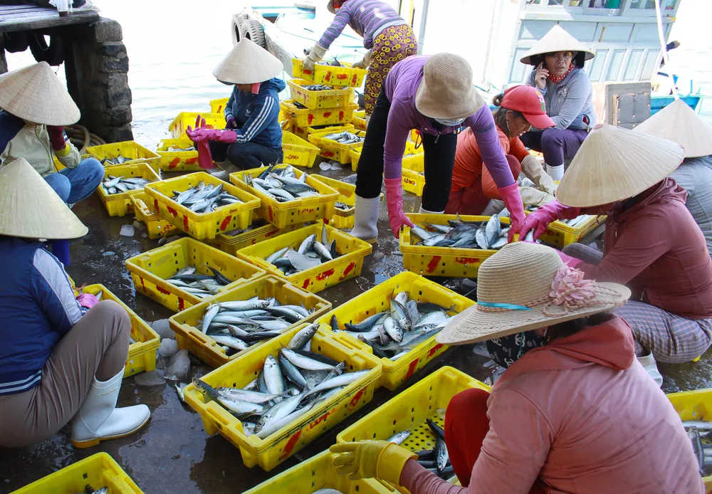 Ngư dân Quảng Ngãi được mùa cá nục ảnh 5 Ngư dân Quảng Ngãi được mùa cá nục ảnh 5