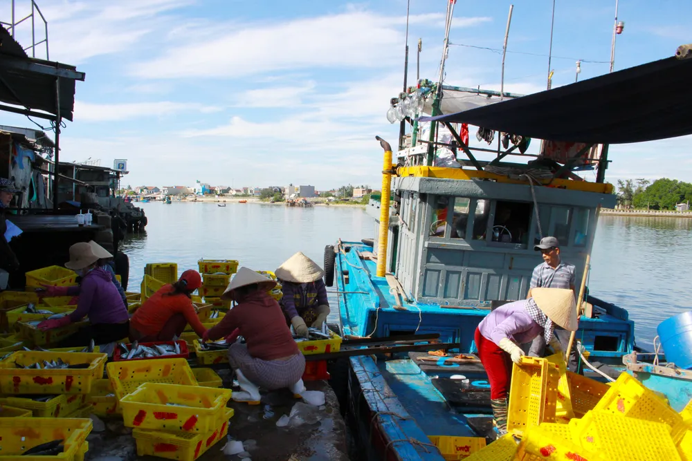 Ngư dân Quảng Ngãi được mùa cá nục ảnh 10 Ngư dân Quảng Ngãi được mùa cá nục ảnh 10