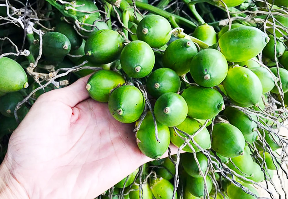 Quảng Ngãi: Giá cau tăng mang lại thu nhập khá cho người dân ảnh 1 Quảng Ngãi: Giá cau tăng mang lại thu nhập khá cho người dân ảnh 1