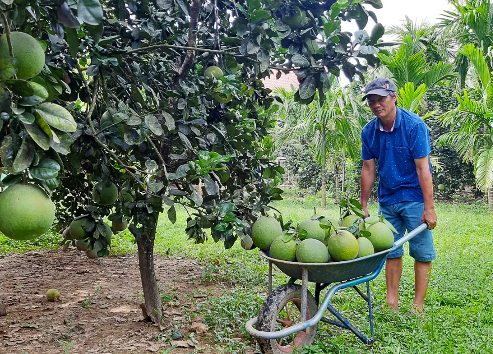 Quảng Ngãi: Người làm vườn phấn khởi vào mùa thu hoạch bưởi da xanh ảnh 5