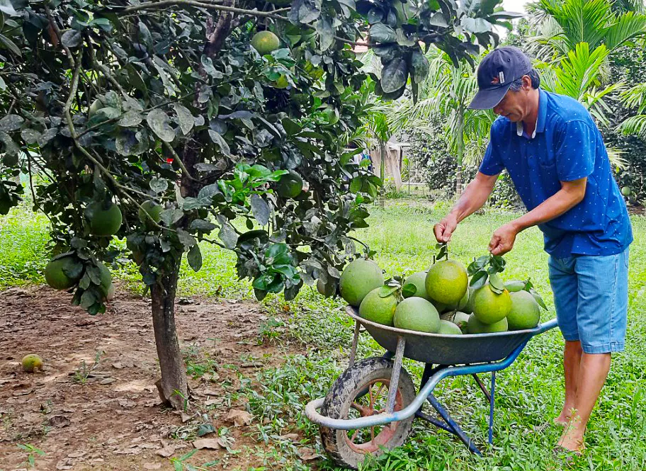 Quảng Ngãi: Người làm vườn phấn khởi vào mùa thu hoạch bưởi da xanh ảnh 4