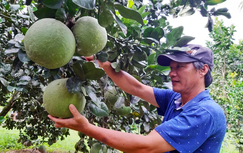 Quảng Ngãi: Người làm vườn phấn khởi vào mùa thu hoạch bưởi da xanh ảnh 2