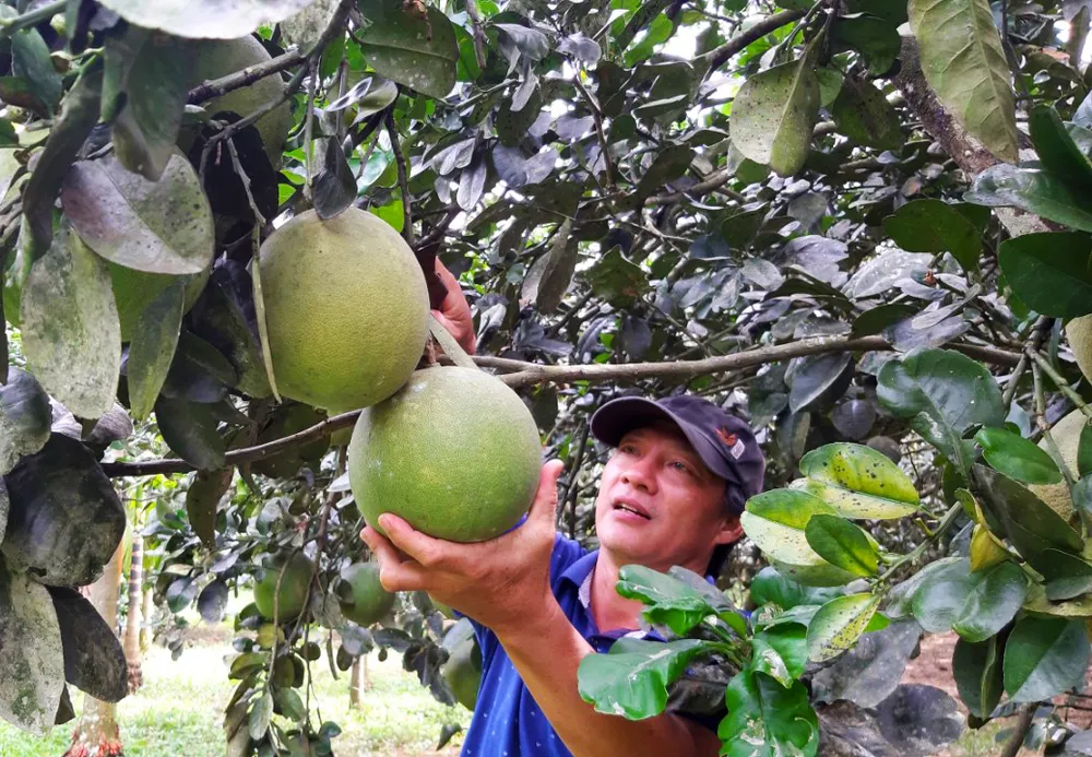 Quảng Ngãi: Người làm vườn phấn khởi vào mùa thu hoạch bưởi da xanh ảnh 3