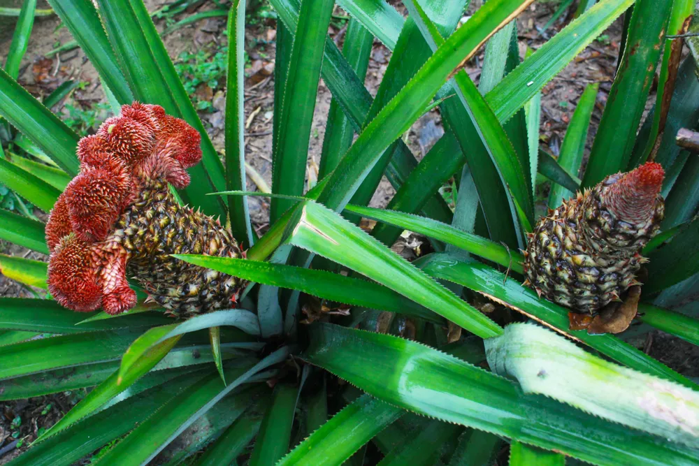 Những gốc thơm đuôi phụng tại nhà ông Tân đang chuẩn bị thu hoạch. Ảnh: NGUYỄN TRANG Những gốc thơm đuôi phụng tại nhà ông Tân đang chuẩn bị thu hoạch. Ảnh: NGUYỄN TRANG