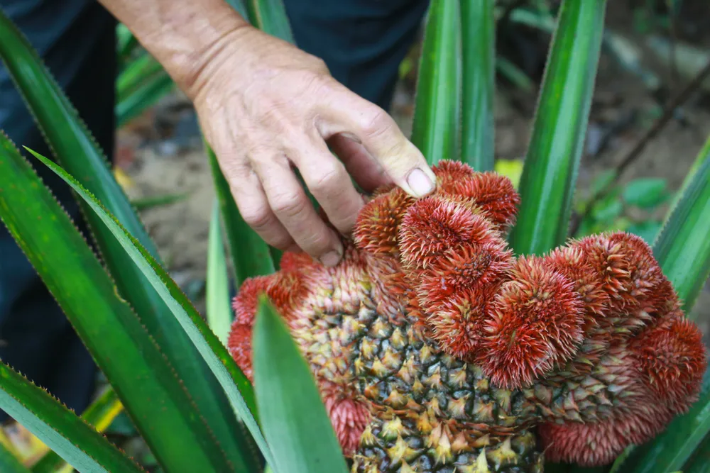 Thơm đuôi phụng có hình dáng độc lạ, rất thích hợp trưng mâm ngũ quả ngày tết. Ảnh: NGUYỄN TRANG Thơm đuôi phụng có hình dáng độc lạ, rất thích hợp trưng mâm ngũ quả ngày tết. Ảnh: NGUYỄN TRANG