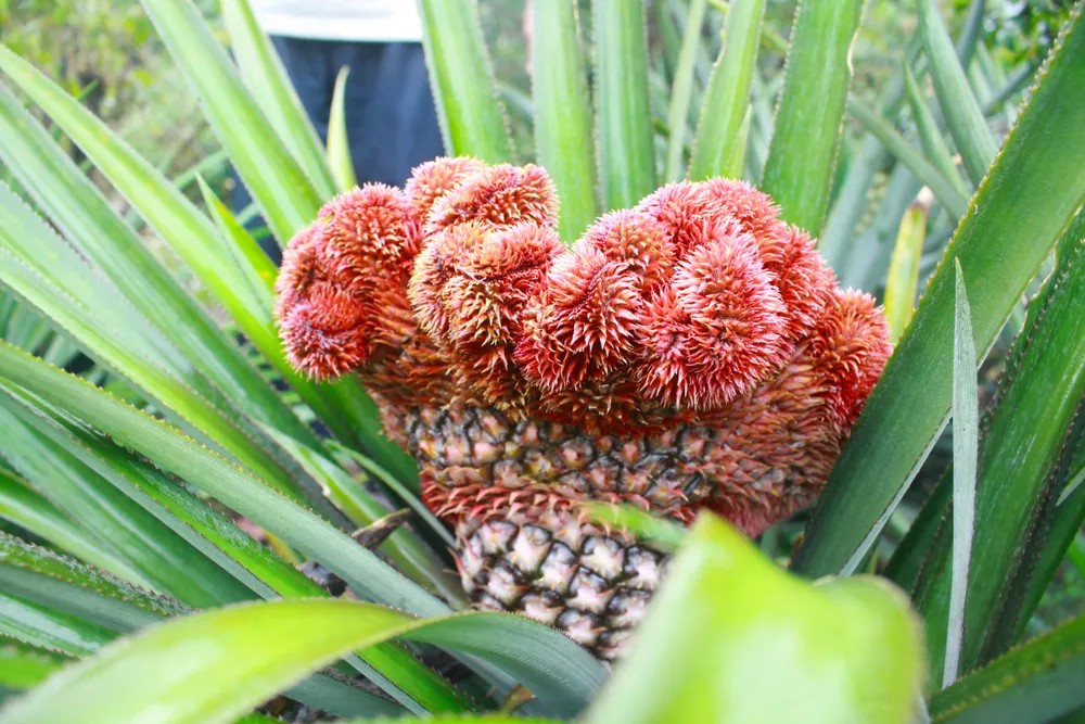 Những trái thơm đuôi phụng có nhiều hình dáng thu hút người xem. Ảnh: NGUYỄN TRANG Những trái thơm đuôi phụng có nhiều hình dáng thu hút người xem. Ảnh: NGUYỄN TRANG