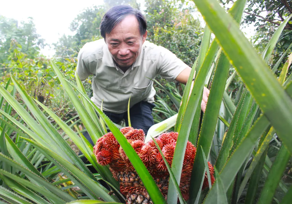 Ông Tân trồng thành công giống thơm đuôi phụng tại Quảng Ngãi. Ảnh: NGUYỄN TRANG Ông Tân trồng thành công giống thơm đuôi phụng tại Quảng Ngãi. Ảnh: NGUYỄN TRANG