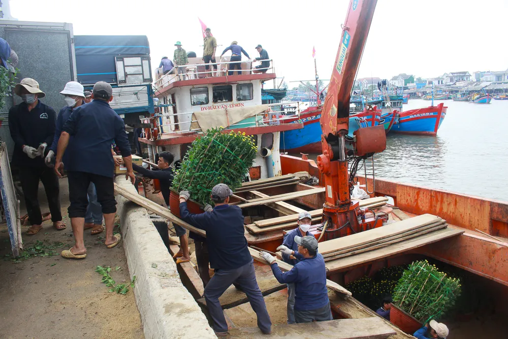 Những chậu hoa cúc được vận chuyển xuống tàu hậu cần. Ảnh: NGUYỄN TRANG