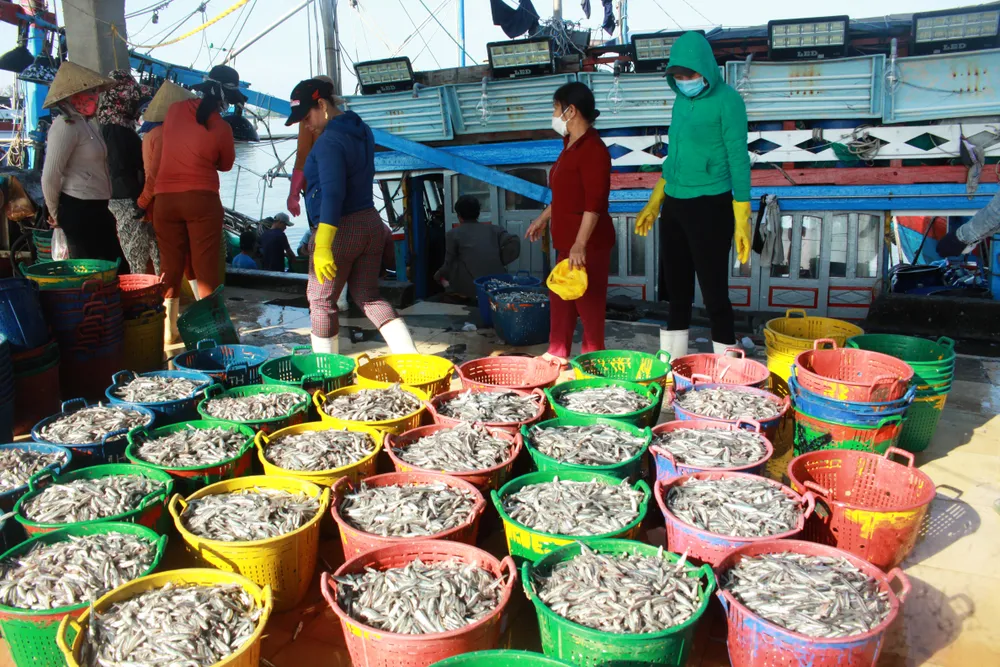 Hàng chục giỏ cá cơm chuẩn bị đưa đi tiêu thụ. Ảnh: NGUYỄN TRANG