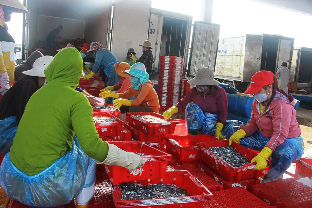 Các chị em sắp xếp cá cơm chuẩn bị vận chuyển đi khắp các tỉnh, thành. Ảnh: NGUYỄN TRANG