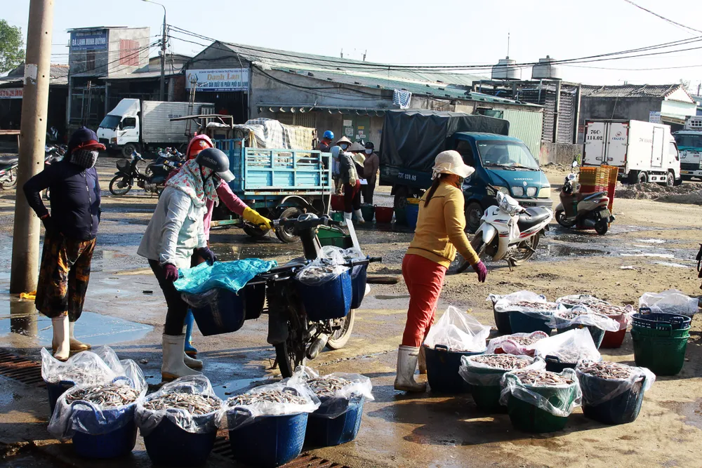 Các thương lái đưa cá cơm lên chợ. Ảnh: NGUYỄN TRANG