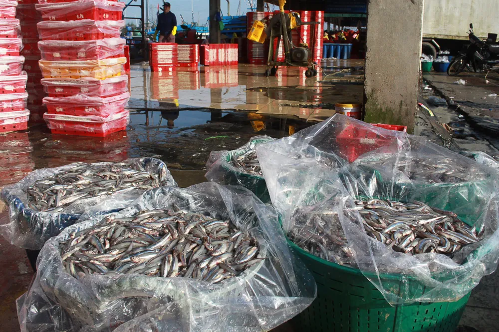 Ngư dân trúng đậm cá cơm vào cận tết. Ảnh: NGUYỄN TRANG