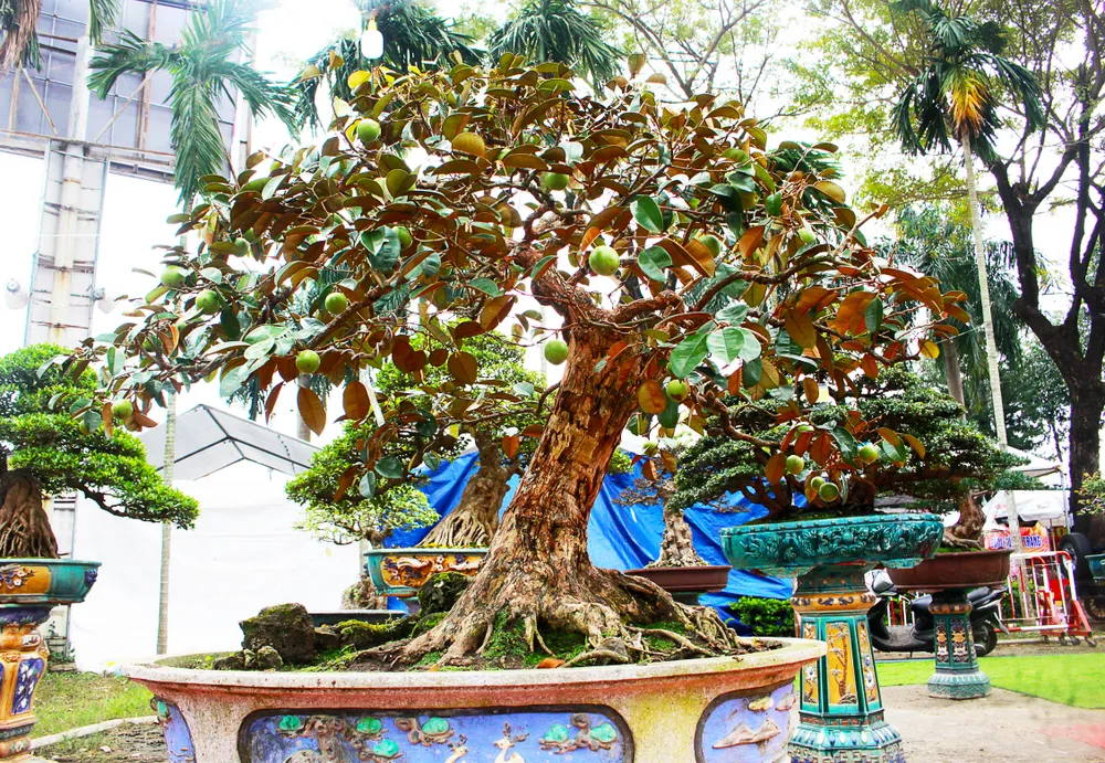 Cây vú sữa của Trương Thanh Hạc đang ra chi chít quả rất đẹp. Cây vú sữa của Trương Thanh Hạc đang ra chi chít quả rất đẹp.