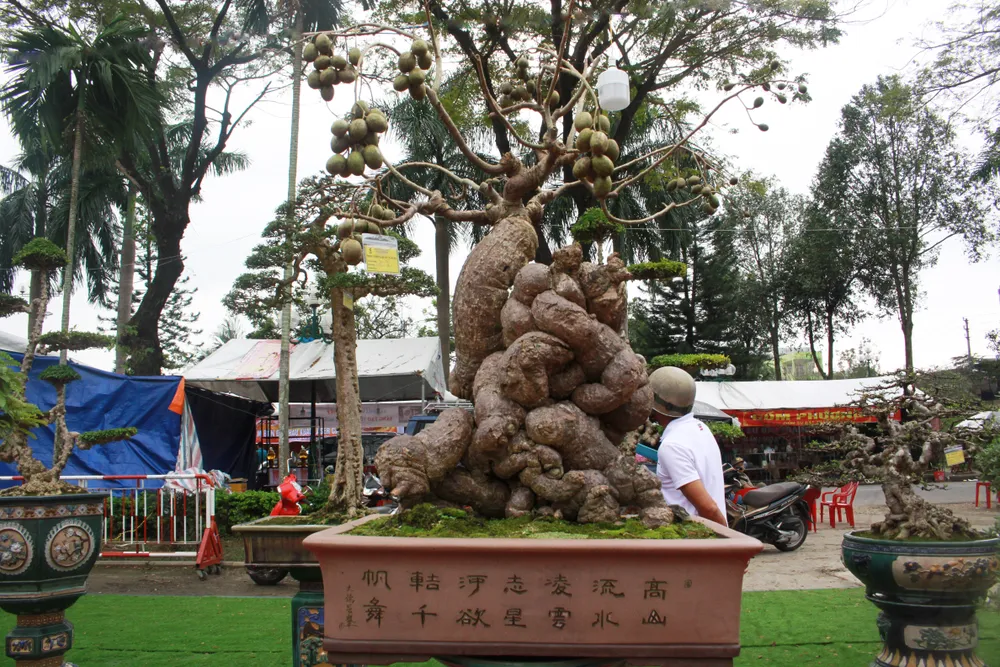 Cây Cốc của Phương Mai. Cây Cốc của Phương Mai.