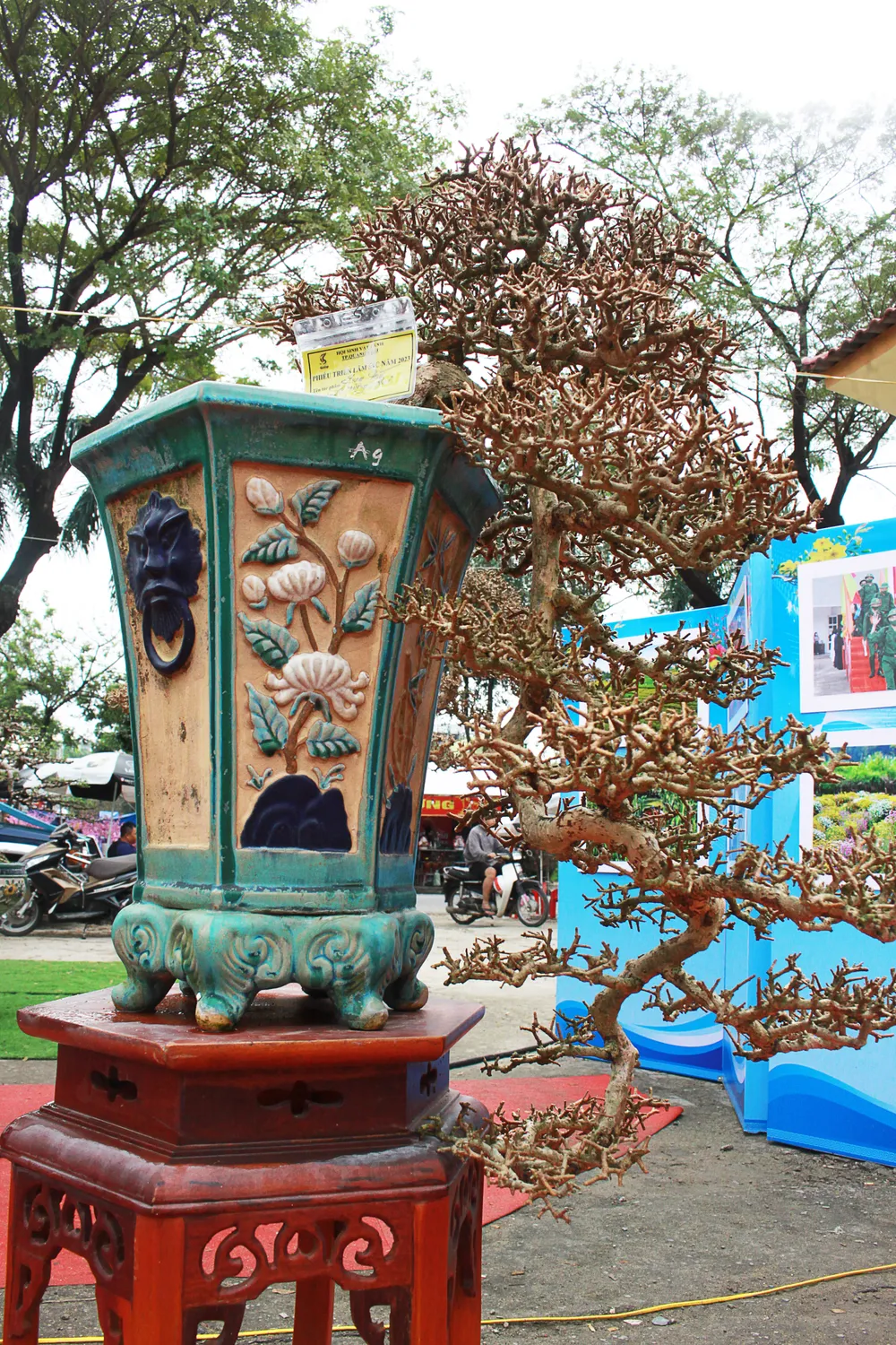 Cây sam núi của chủ sở hữu Phương Mai. Cây sam núi của chủ sở hữu Phương Mai.