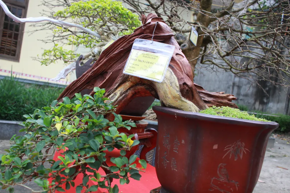 Cây trắc của Phương Uyên Cây trắc của Phương Uyên