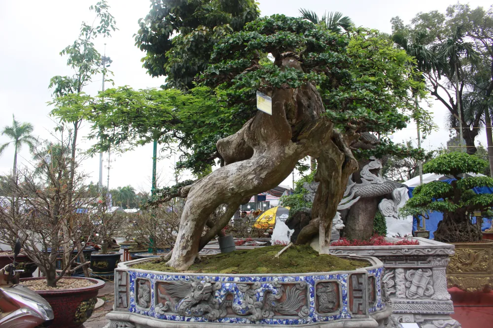 Cây duối cổ thụ độc đáo. Cây duối cổ thụ độc đáo.