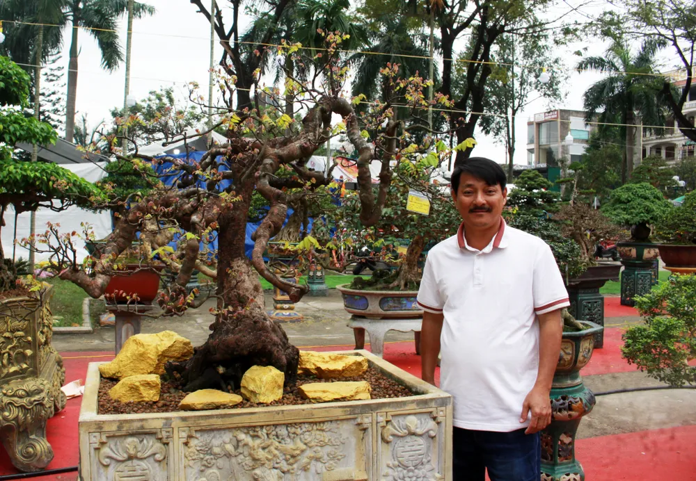 Ông Trung với tác phẩm "Khế" được chăm sóc, tỉa, tạo dáng suốt hàng chục năm. Ảnh: NGUYỄN TRANG Ông Trung với tác phẩm "Khế" được chăm sóc, tỉa, tạo dáng suốt hàng chục năm. Ảnh: NGUYỄN TRANG