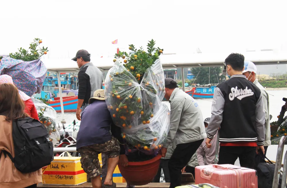 Những chậu quất đưa ra đảo vào ngày cuối năm. Ảnh: NGUYỄN TRANG Những chậu quất đưa ra đảo vào ngày cuối năm. Ảnh: NGUYỄN TRANG