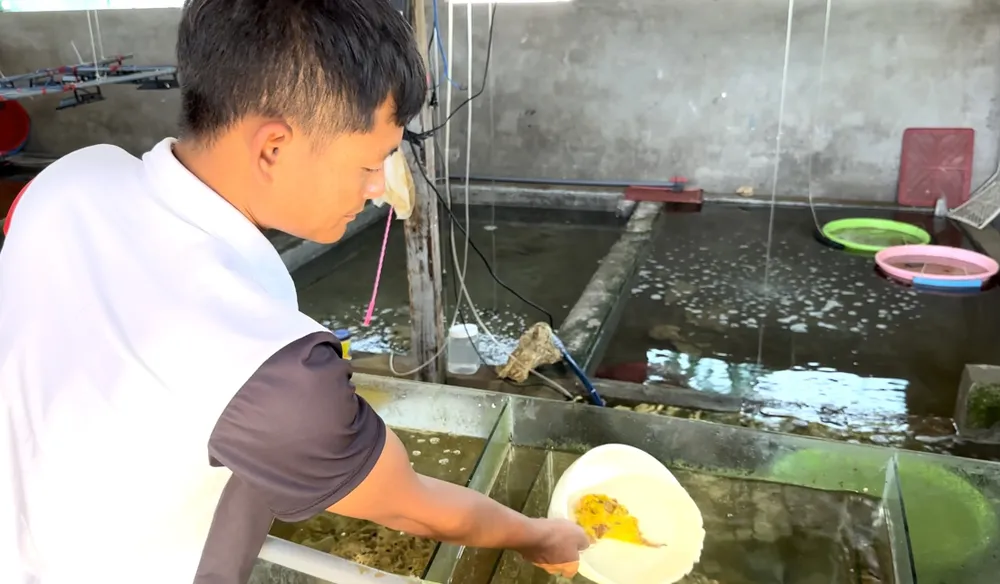 Anh Hậu đang nuôi con cá mặt quỷ tại hồ nuôi gia đình