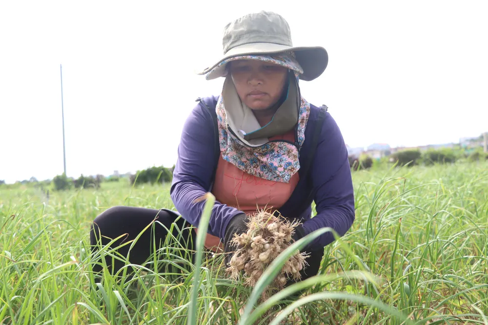 Nông dân buồn bã vì vụ tỏi mất mùa. Ảnh: H.DANH Nông dân buồn bã vì vụ tỏi mất mùa. Ảnh: H.DANH