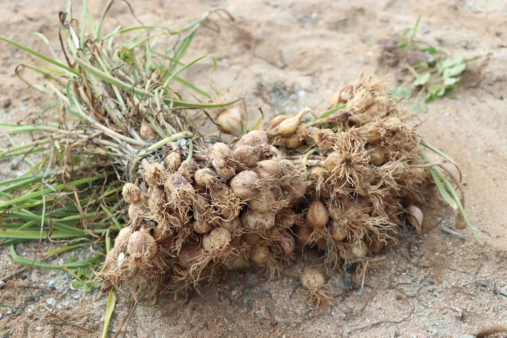 Tỏi bị bung củ, tỏi nhỏ và thối thân, giảm chất lượng, sản lượng. Ảnh: H.DANH Tỏi bị bung củ, tỏi nhỏ và thối thân, giảm chất lượng, sản lượng. Ảnh: H.DANH