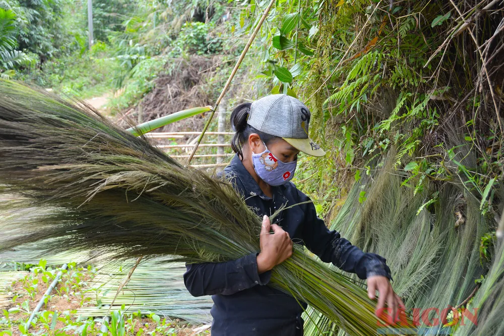 Mùa đót mang lại nguồn thu nhập cho người dân. Ảnh: NGUYỄN TRANG