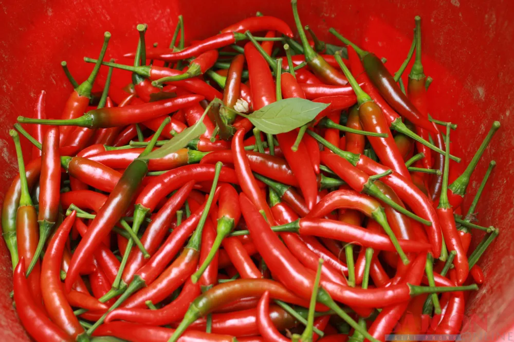 Giống ớt hiểm cho trái đều, chín đỏ và đẹp. Ảnh: NGUYỄN TRANG