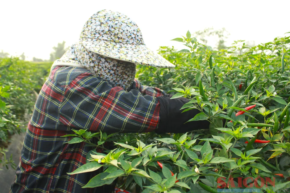 Người trồng ớt tại xã Bình Dương, huyện Bình Sơn, tỉnh Quảng Ngãi, thu hoạch ớt từ sáng sớm. Ảnh: NGUYỄN TRANG