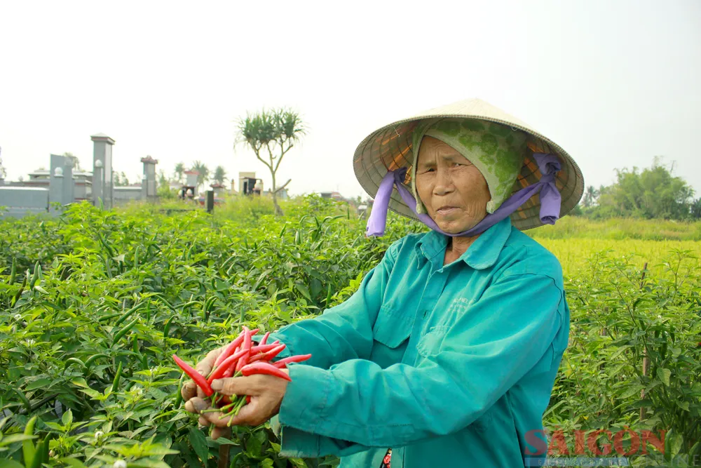 Vụ ớt được giá cao nên nông dân phấn khởi. Ảnh: NGUYỄN TRANG