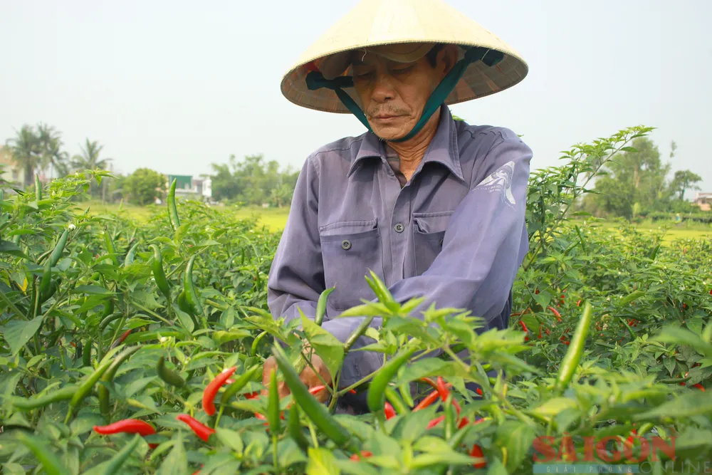 Ông Ký đang thu hoạch ớt. Ảnh: NGUYỄN TRANG