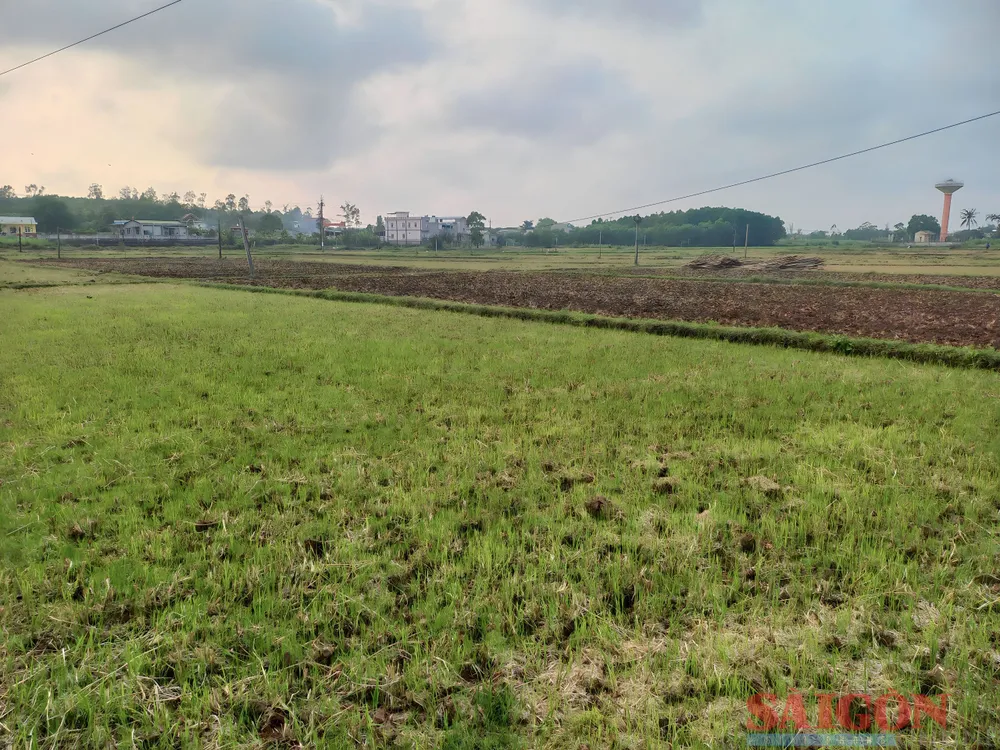 Một số địa phương đã thu hoạch lúa vụ Đông-Xuân, các nơi không có nguồn nước, người dân bỏ đất hoặc trồng đậu. Ảnh: NGUYỄN TRANG Một số địa phương đã thu hoạch lúa vụ Đông-Xuân, các nơi không có nguồn nước, người dân bỏ đất hoặc trồng đậu. Ảnh: NGUYỄN TRANG