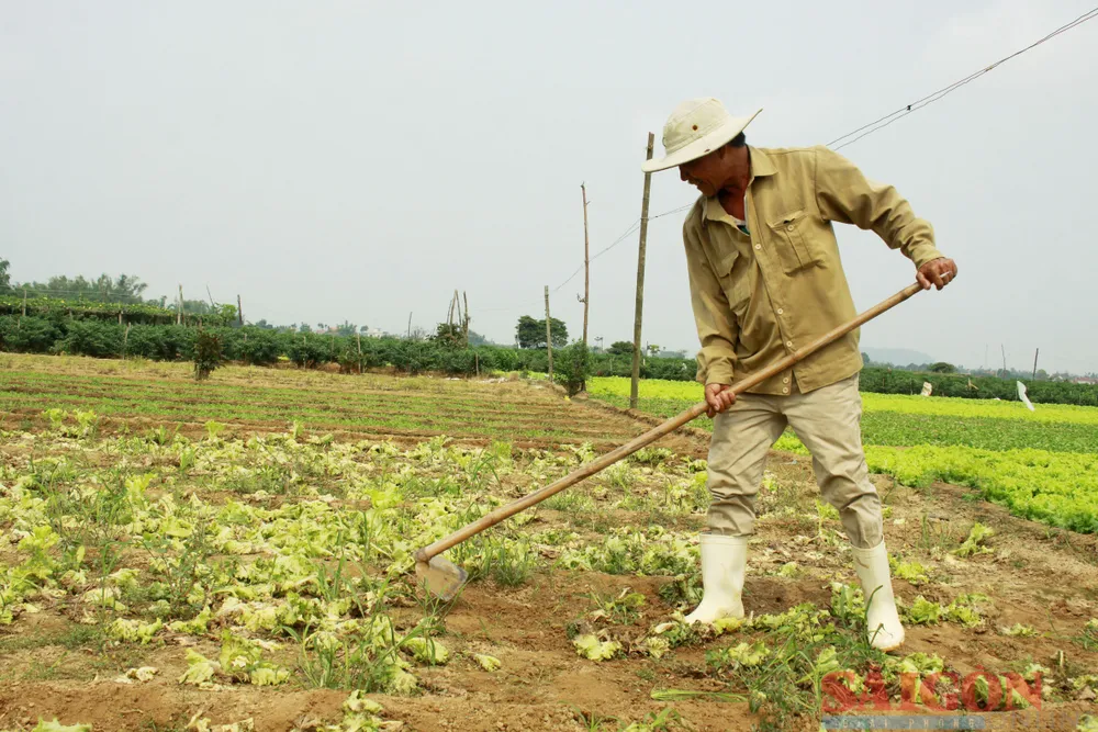 Nông dân tiếp tục làm đất xuống giống rau mới với hy vọng giá rau sẽ nhích lên. Ảnh: NGUYỄN TRANG Nông dân tiếp tục làm đất xuống giống rau mới với hy vọng giá rau sẽ nhích lên. Ảnh: NGUYỄN TRANG
