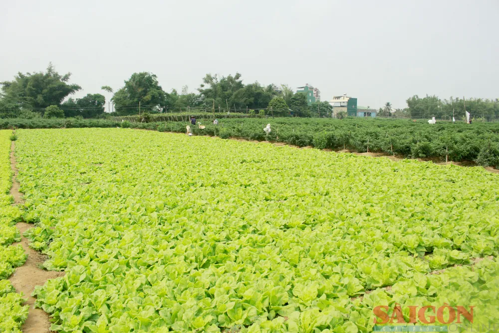 Thời tiết thuận lợi, rau xà lách xanh tốt nhưng giá chỉ 1.000-2.000 đồng/kg, nhiều thời điểm rớt xuống 500 đồng/kg. Ảnh: NGUYỄN TRANG Thời tiết thuận lợi, rau xà lách xanh tốt nhưng giá chỉ 1.000-2.000 đồng/kg, nhiều thời điểm rớt xuống 500 đồng/kg. Ảnh: NGUYỄN TRANG