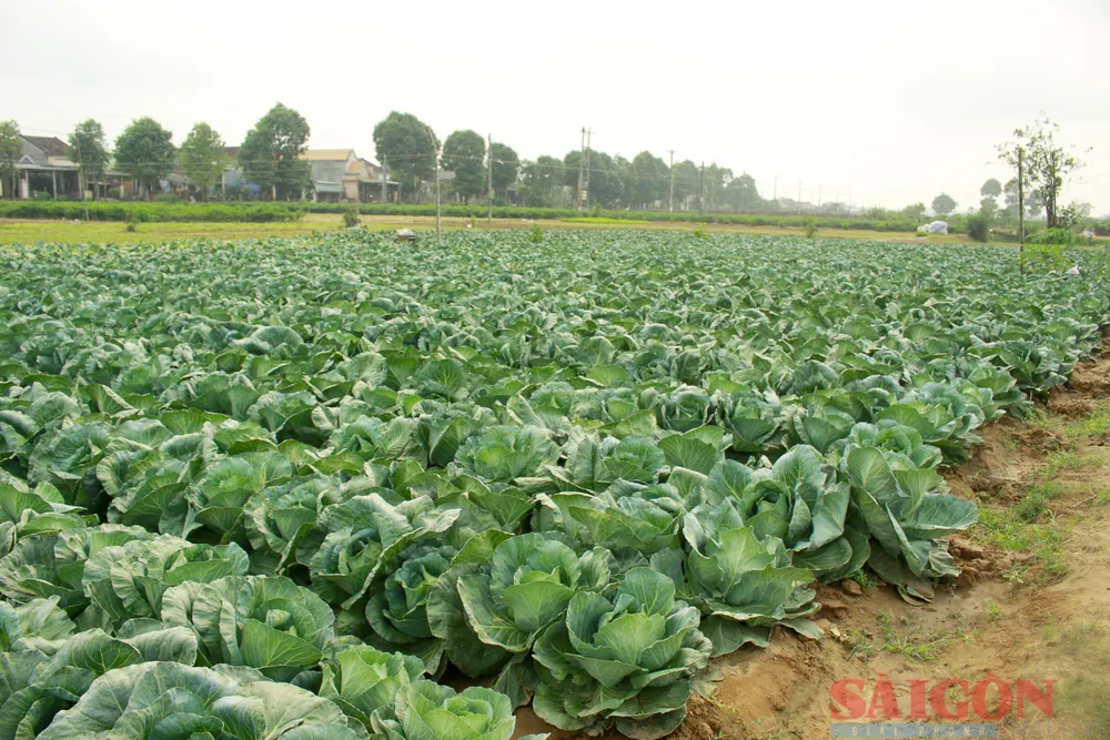 Rau bắp sú chỉ 1.500-3.000 đồng/kg, thời gian trồng đến thu hoạch gần 3 tháng, nhiều nông dân chịu lỗ. Ảnh: NGUYỄN TRANG Rau bắp sú chỉ 1.500-3.000 đồng/kg, thời gian trồng đến thu hoạch gần 3 tháng, nhiều nông dân chịu lỗ. Ảnh: NGUYỄN TRANG